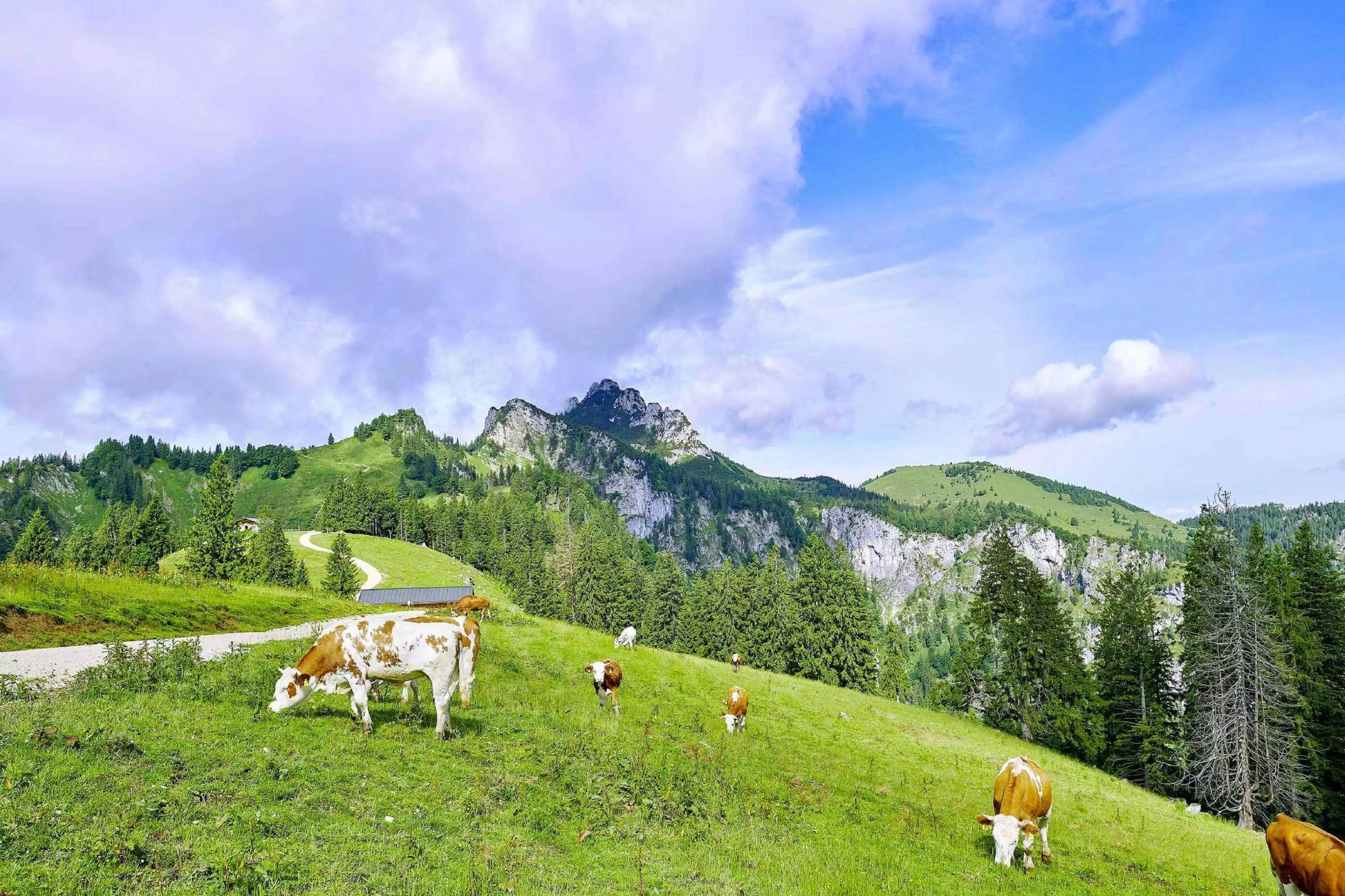 Berge Wandern Kühe Seilbahn Mountainbiken