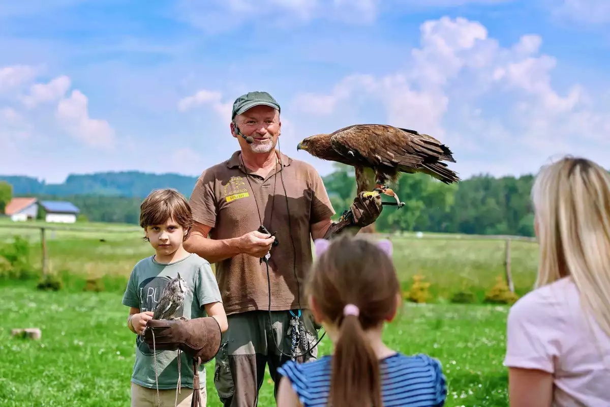 Falknerei im Wildpark Oberreith Flugschau mit Greifvögeln im Wildpark Oberreith